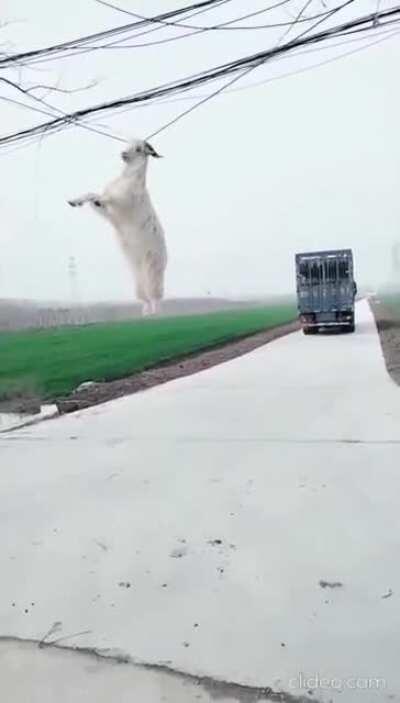 Goat Gliding Gone Wrong