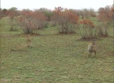 Gazelle plays dead and gets away from both cheetah and hyena.