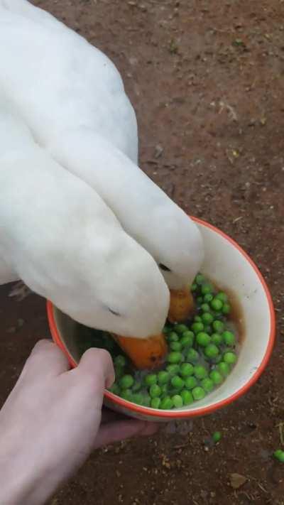 Ducks annihilate a bowl of peas