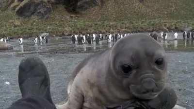 A wildlife photographer was photographing elephant seals on a beach and a baby came over to check him out