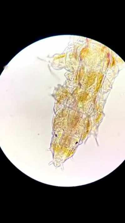 A waterbear at 400x magnification. Pretty cool