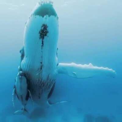 One of the most breathtaking videos I've ever seen. A mother humpback whale with its child in the waters off the coast of Tonga. It is waiting to return to the feeding grounds in Antarctica. Credit to: Paul Nicklen, Scott Portelli and Kyle Roepke