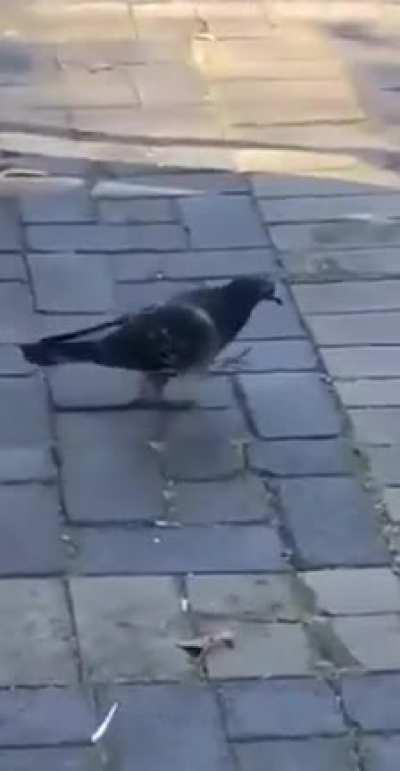 Remember to dance like this bird next time you hear this song!