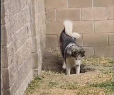 Two dogs digging a hole got busted by the owner.