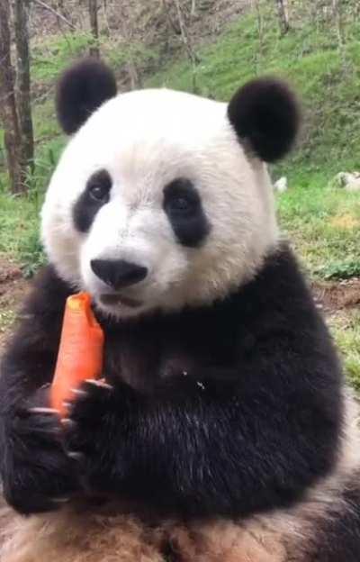 Hungry panda hears mysterious sound, but can't resist to carrot 🐼🥕