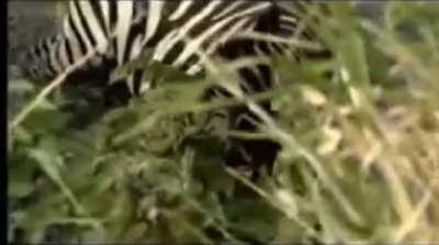 Zebra being mauled by a lion attempts to drown it and manages to escape