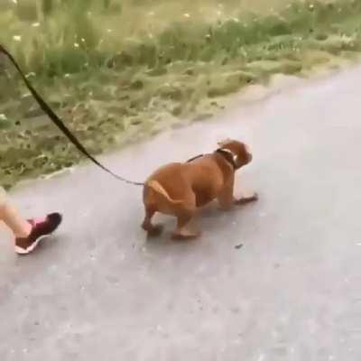 His first walk after being adopted