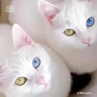 Have I seen you like the beauty of these cats