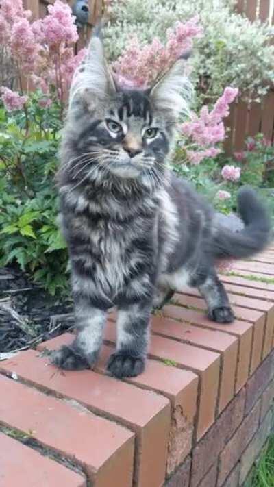 Maine coon kitten