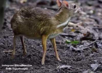 A lesser deer mouse. How adorable!