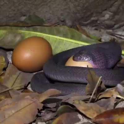 African egg eating snake doing what it is called for