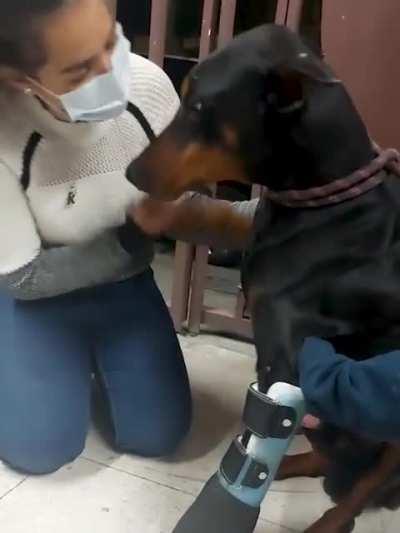 Doberman gets new prosthetic leg now it will be easy to walk