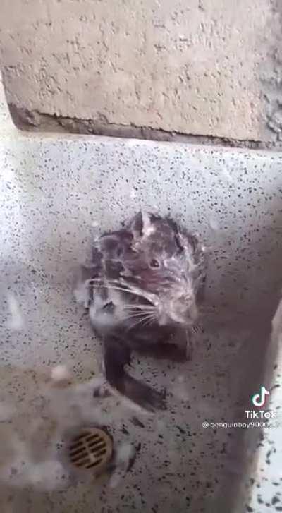 Rat showering like a human