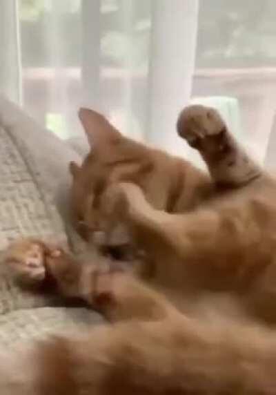 To clean his own paw !