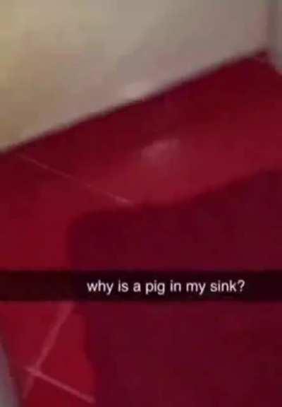 Pig