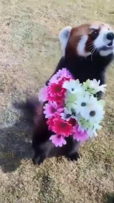 Just a cute red panda being cute