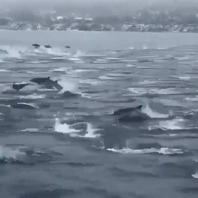 🔥 Dolphin brigade