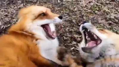 Fox giggles