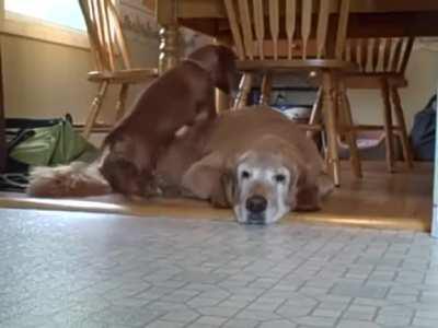 big dog = cushion for little dog