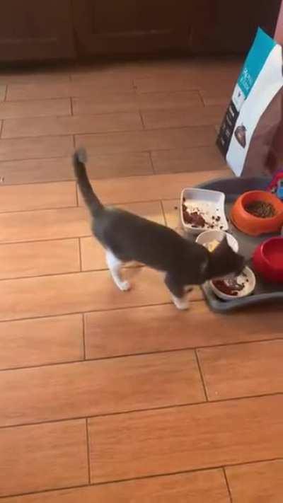Kitten loses it over omelette