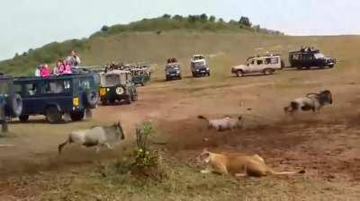 This lioness hunting tactics 