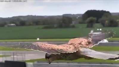 This falcon using wind and thermals to stationary hover while barely using it's wings