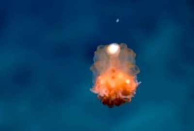 Dandelion siphonophore, a type of pelagic colonial hydrozoa