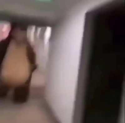 Bear chasing person in hall