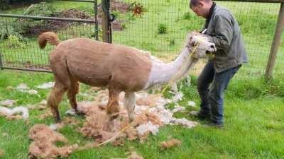 Our llamas can get a little dramatic when it's time to be shorn...