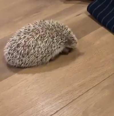 Never seen a hedgehog stretch before