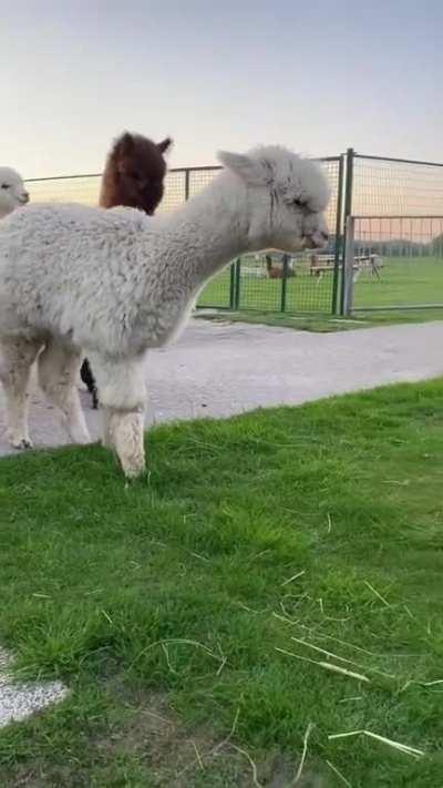 Alpaca discovery