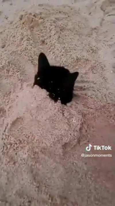 SiCk MaN bUriEs CaT aLiVe