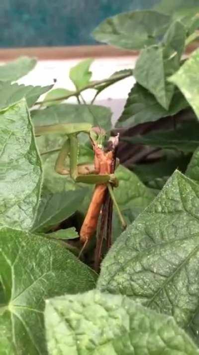 Praying mantis courtship can be a dangerous affair; females have been well-documented biting off the heads and eating other body parts of the males that they mate with.