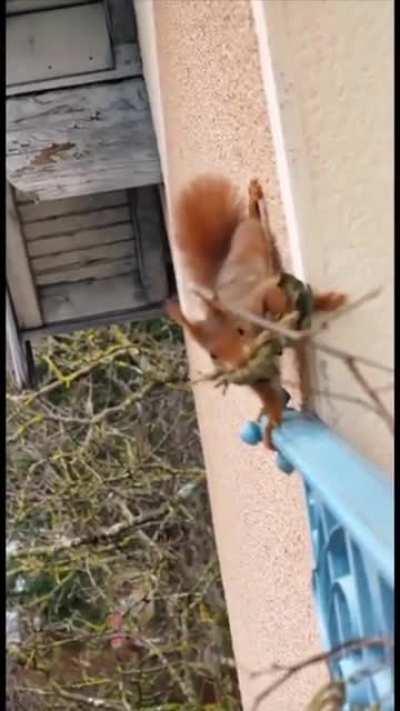 Squirrel makes a home outside a window and then moves the family in over the cold months