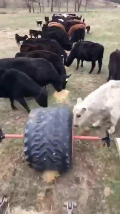 Cattle feeding hack: &quot;Meal Wheel&quot;