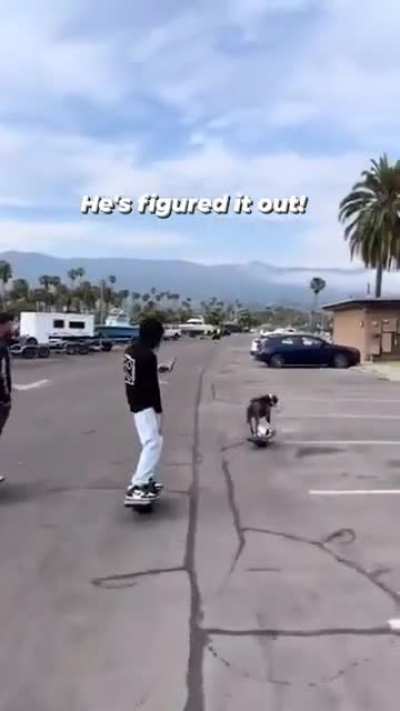 Dog is good on one wheel 