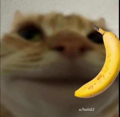 cat banana phone