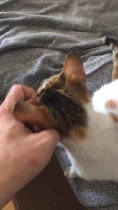 When the Pets are too good