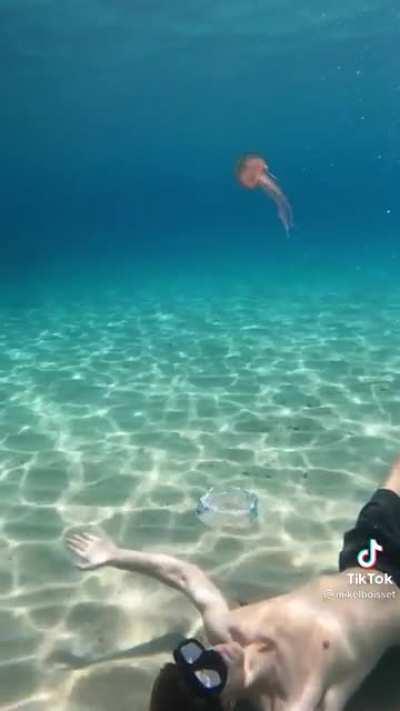 what happens when you blow an air bubble under a jellyfish (mikelboisset)