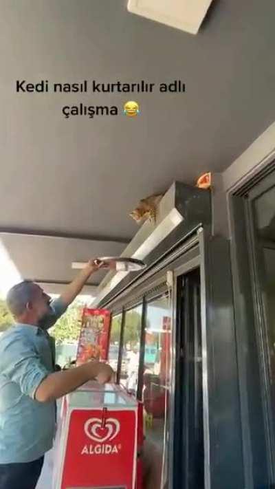 To rescue a Cat