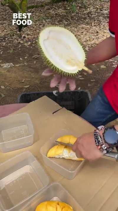 A skilled Durian cutter at work
