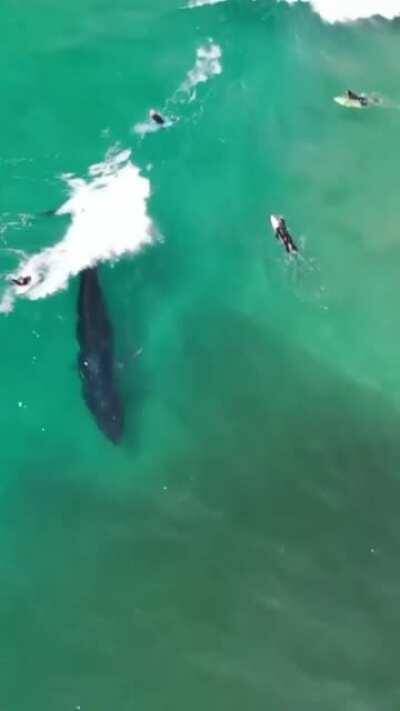 🔥 Whale surfing waves like a pro