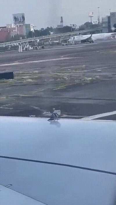 Bird on an airplane wing during takeoff