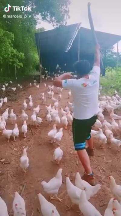 Chicken Boss