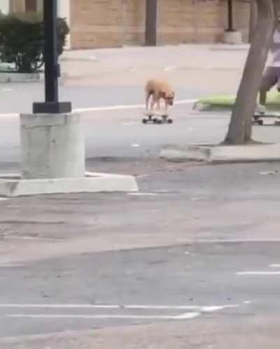 You'll never be alone skateboarding if he's with you.