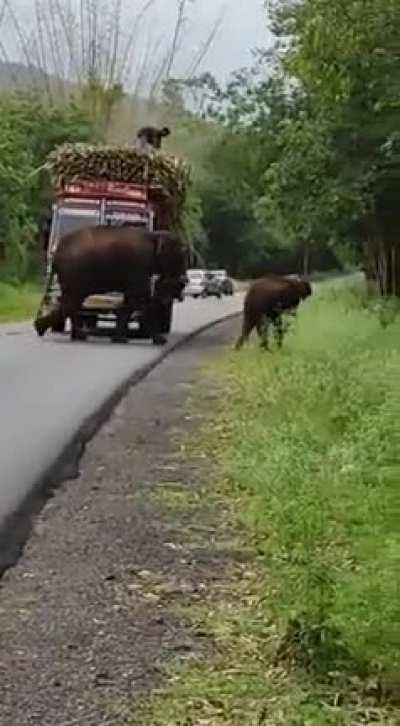 Elephant family extorting tax on an Indian road!