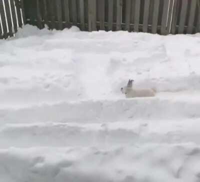 They love their snow maze