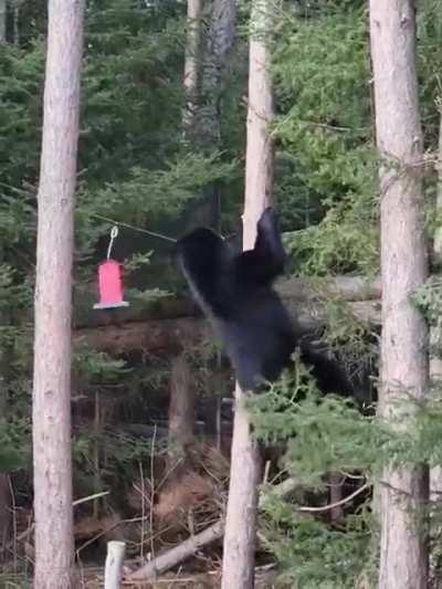 Bears goes to this extent for bird seed, imagine what its willing to do for something better! (Bonus points for testing wire before making its attempt)