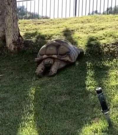 Tortoise zoomies