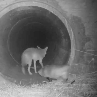 Coyote and Badger traveling together as hunting partners, an example of Symbiosis between Carnivores.